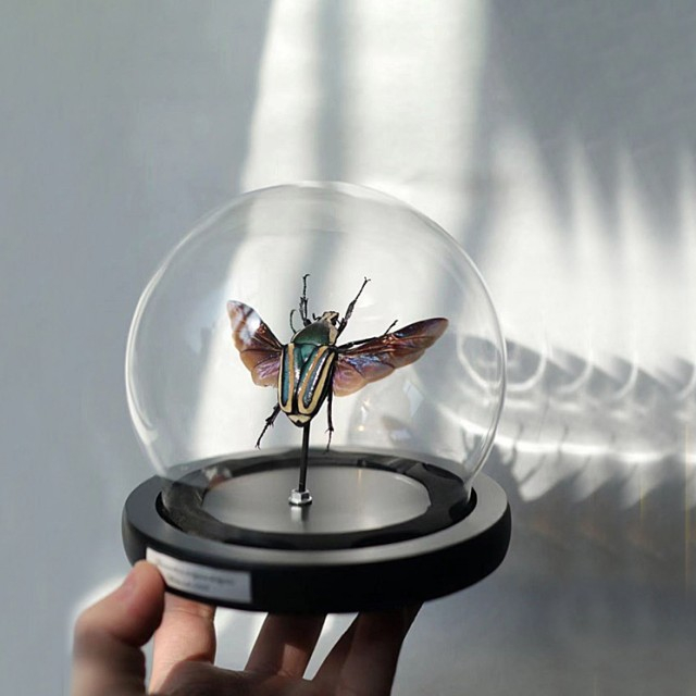 Glass Containers Geometric glass container Glass flower pot